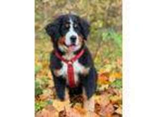 Bernese Mountain Dog Puppy for sale in Kingman, IN, USA