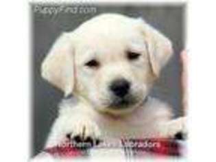 Labrador Retriever Puppy for sale in Sandstone, MN, USA