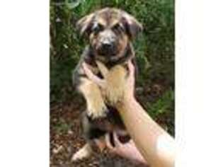 German Shepherd Dog Puppy for sale in Adams Run, SC, USA