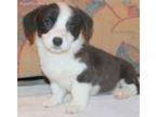 Cardigan Welsh Corgi Puppy for sale in Dallas, TX, USA