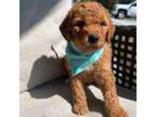 Mutt Puppy for sale in Eugene, MO, USA