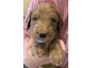 Goldendoodle Puppy for sale in Christiansburg, VA, USA