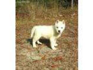 Siberian Husky Puppy for sale in Perdido, AL, USA