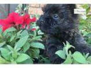 Cairn Terrier Puppy for sale in Salina, KS, USA