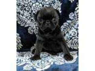 Pug Puppy for sale in Huntsville, OH, USA