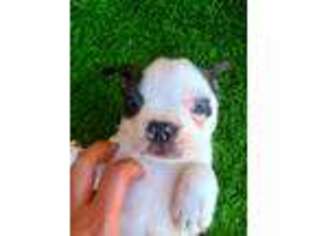 Boston Terrier Puppy for sale in Fort Lauderdale, FL, USA