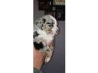 Miniature Australian Shepherd Puppy for sale in Gower, MO, USA