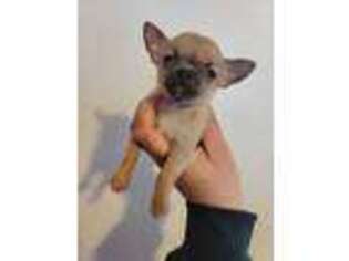 Chihuahua Puppy for sale in Yankton, SD, USA