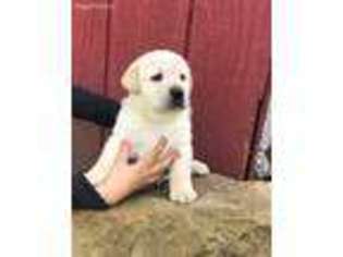Labrador Retriever Puppy for sale in Minerva, OH, USA