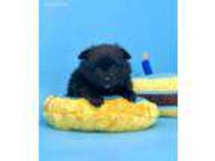 Pomeranian Puppy for sale in Stockton, CA, USA