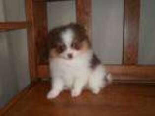 Pomeranian Puppy for sale in Brownton, MN, USA