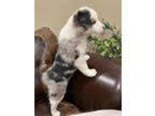 Miniature Australian Shepherd Puppy for sale in Macon, MO, USA