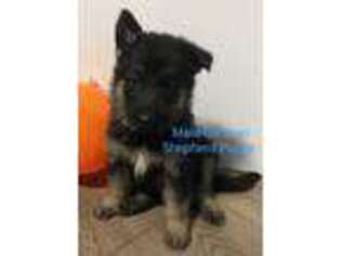 German Shepherd Dog Puppy for sale in Middle Village, NY, USA