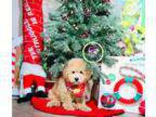Goldendoodle Puppy for sale in Chicago, IL, USA