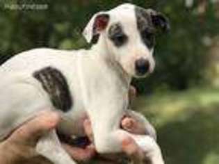 Whippet Puppy for sale in Columbia, MO, USA