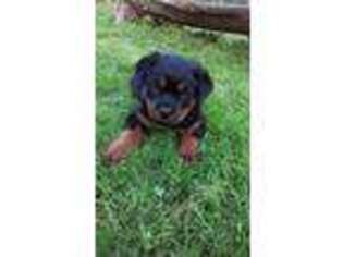 Rottweiler Puppy for sale in Boaz, AL, USA