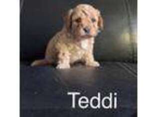Cavapoo Puppy for sale in Gresham, OR, USA