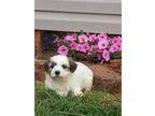 Mutt Puppy for sale in Phenix, VA, USA