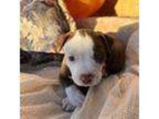 American Staffordshire Terrier Puppy for sale in Mandan, ND, USA