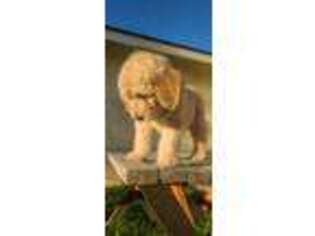 Goldendoodle Puppy for sale in Rialto, CA, USA