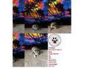 Alaskan Malamute Puppy for sale in Easton, MD, USA