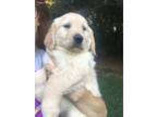 Golden Retriever Puppy for sale in Hillsborough, NC, USA