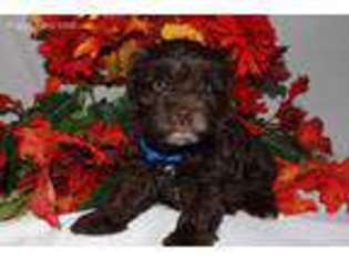 Mutt Puppy for sale in Yucca Valley, CA, USA