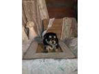 Mutt Puppy for sale in Tarrytown, GA, USA