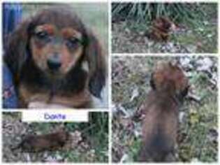 Dachshund Puppy for sale in Smithton, MO, USA