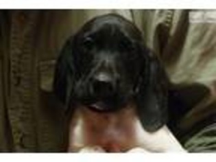 German Shorthaired Pointer Puppy for sale in Lansing, MI, USA