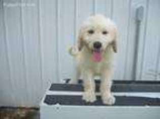 Goldendoodle Puppy for sale in Manchester, TN, USA