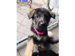 German Shepherd Dog Puppy for sale in Hayden, ID, USA