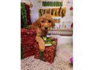 Goldendoodle Puppy for sale in Madison, NE, USA