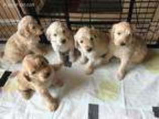 Goldendoodle Puppy for sale in Goodyear, AZ, USA