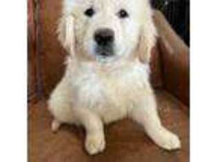 Golden Retriever Puppy for sale in Argyle, TX, USA