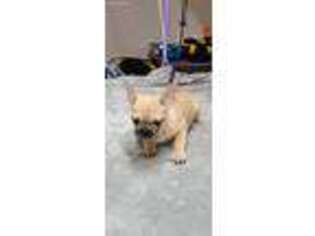 French Bulldog Puppy for sale in Newalla, OK, USA