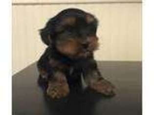Yorkshire Terrier Puppy for sale in Danville, NH, USA