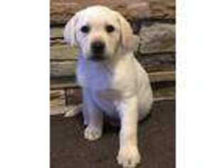 Labrador Retriever Puppy for sale in Springfield, CO, USA