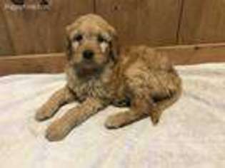 Goldendoodle Puppy for sale in Columbia, KY, USA