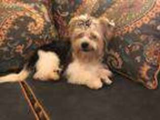 Biewer Terrier Puppy for sale in Holland, MO, USA