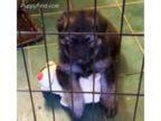 German Shepherd Dog Puppy for sale in Cadillac, MI, USA