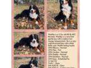 Bernese Mountain Dog Puppy for sale in Portland, OR, USA