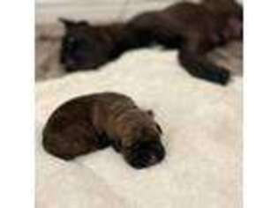 Cane Corso Puppy for sale in Hauppauge, NY, USA