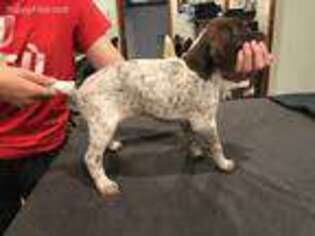 German Shorthaired Pointer Puppy for sale in Loveland, CO, USA