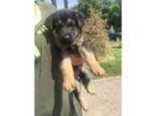German Shepherd Dog Puppy for sale in Farmington, MN, USA