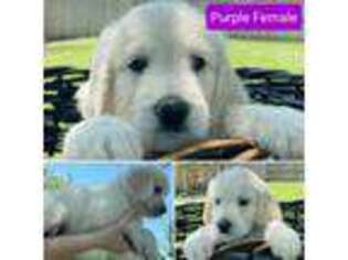 Goldendoodle Puppy for sale in Owasso, OK, USA