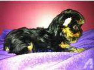 Yorkshire Terrier Puppy for sale in HINSDALE, MA, USA