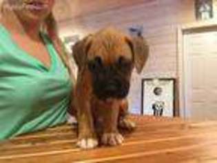 Boxer Puppy for sale in Stamping Ground, KY, USA