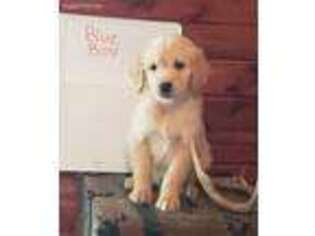 Golden Retriever Puppy for sale in Antlers, OK, USA