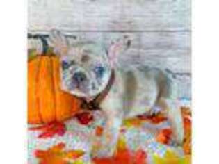 French Bulldog Puppy for sale in Granbury, TX, USA